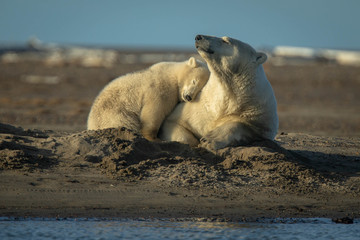 Resting Polar Bears