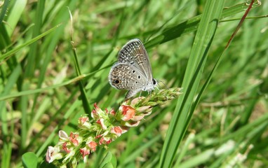 Beautiful polyommatus butterfly on orange wildflower in Florida nature, closeup 