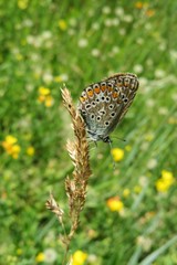 Beautiful polyommatus butterfly on the meadow, closeup