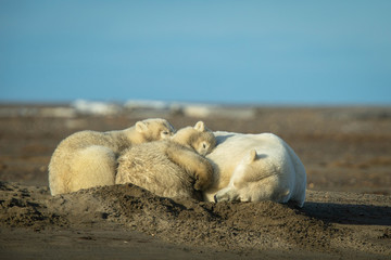 Fototapeta premium Polar Bear Family