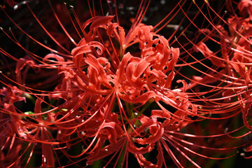 赤い花　彼岸花