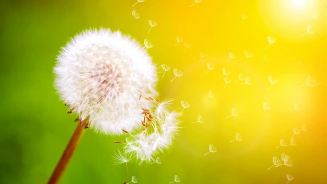 Flying dandelion seeds on blur background looped animation	