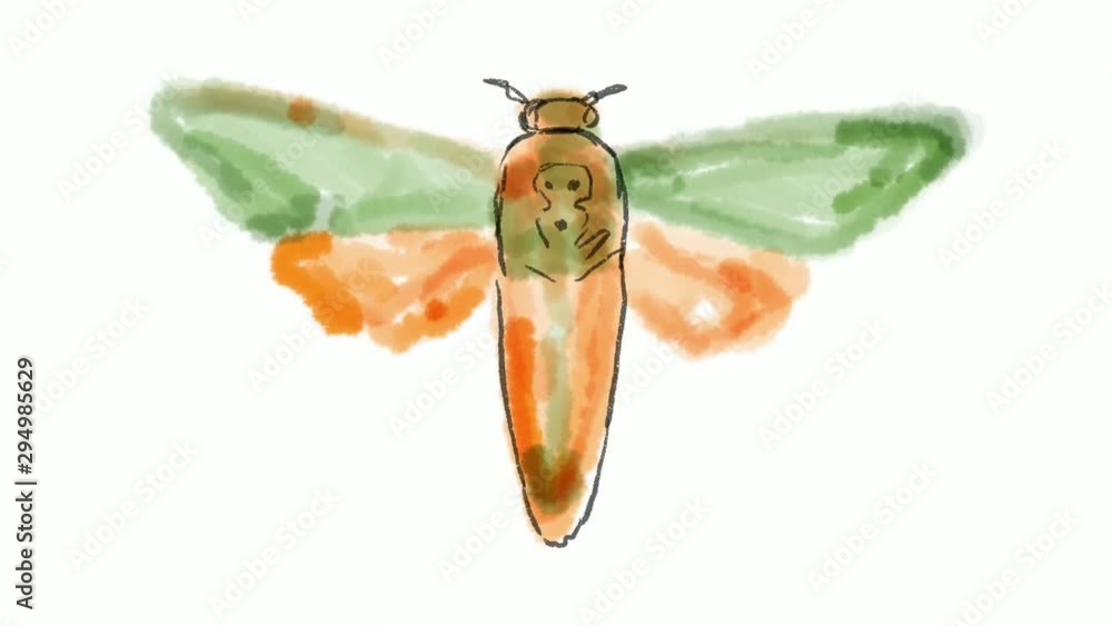 Poster time lapse video 2d animation of a drawing of a sphinx moth on white screen in hd high definition.
