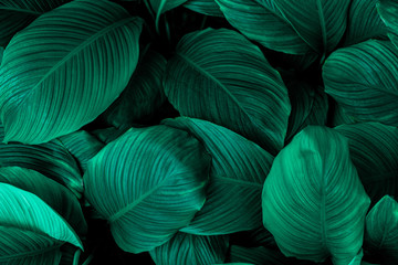 leaves of Spathiphyllum cannifolium, abstract green texture, nature background, tropical leaf