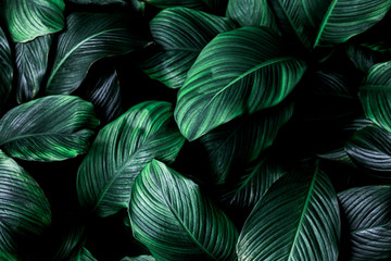 leaves of Spathiphyllum cannifolium, abstract green texture, nature background, tropical leaf