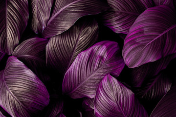 leaves of Spathiphyllum cannifolium, abstract purple texture, nature background, tropical leaf