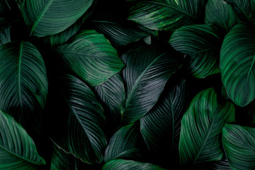 leaves of Spathiphyllum cannifolium, abstract green texture, nature background, tropical leaf