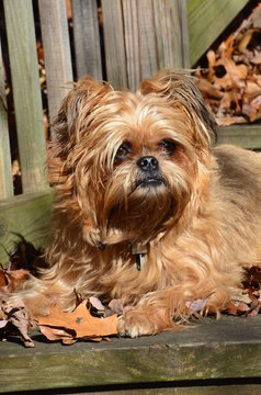 Brussels Griffon sitting in the sun on a sunny fall day.