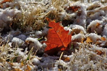 autumn leaves on the ground with Snow in a yard.