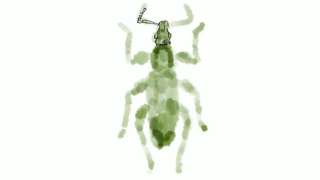Time lapse video 2D animation of a drawing of a broad-nosed weevil on white screen in HD high definition.