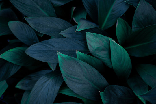 closeup nature view of green leaf in garden, dark wallpaper concept, nature background, tropical leaf © Nabodin