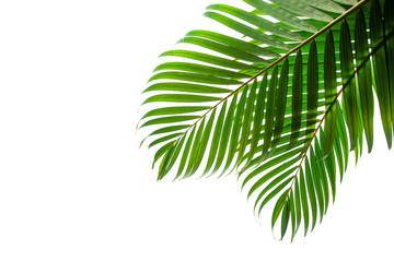 tropical coconut leaf isolated on white background, summer background