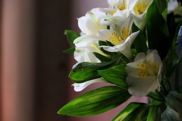 cream flowers of the iris. bouquet of white and yellow iris flowers