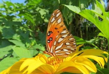 Beautiful gulf fritillary butterfly on yellow flower in Florida nature, closeup