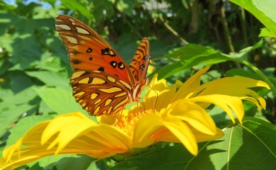 Gulf fritillary butterfly on yellow flower in Florida nature, closeup
