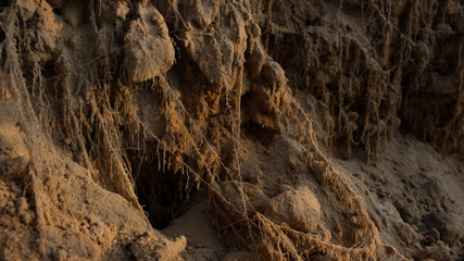 sand roots