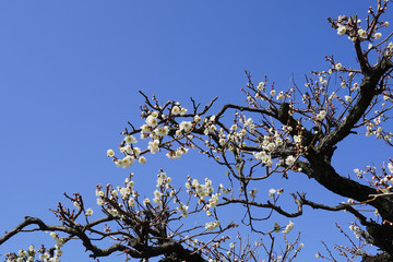 青空に梅の枝と花／japanese apricot