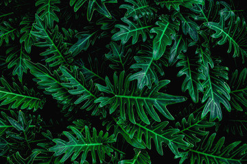 tropical leaves, abstract green leaves pattern texture, nature background