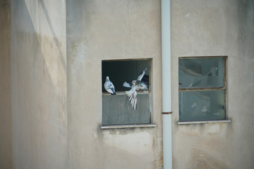 Old building wall with broken windows and downpipe and pigeons squabbling for position. - obrazy, fototapety, plakaty