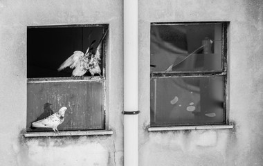 Old building wall with broken windows and downpipe and pigeons squabbling for position. - obrazy, fototapety, plakaty