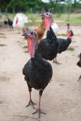 Two turkeys in the backyard of a farm. Colombia