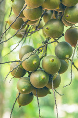 Areca palm or betel nut palm a plant palmae family the growing popularity in asia