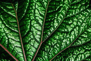 abstract green leaves pattern texture, nature background, tropical leaves - obrazy, fototapety, plakaty