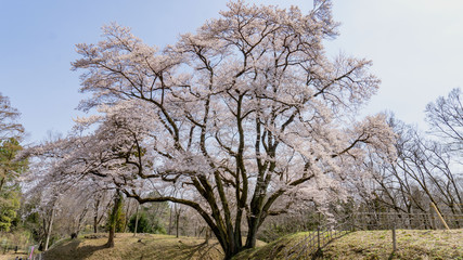 中央に枝を広げた桜の巨木が有る春の風景
