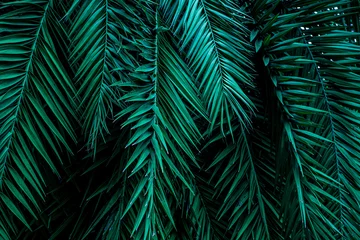Poster   closeup tropical green palm leaves nature in the garden and dark tone background concept  © Nabodin