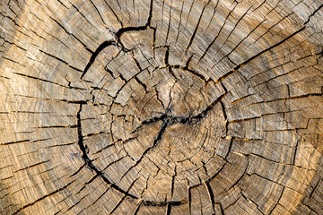 Wood texture of old tree stump with cracks for background. Transverse saw cut wood. Close-up.