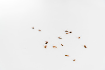 selective focus of dead cockroaches isolated on white