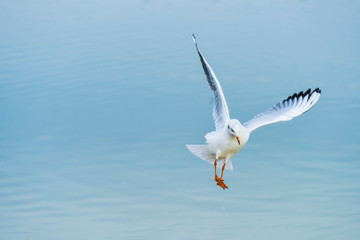 seagull in flight