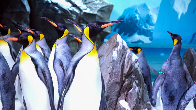 Emperor Penguin Group Huddled Together 3