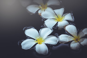 White plumeria on water spa aromatherapy beautiful natural