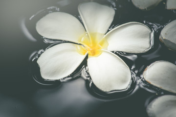 White plumeria on water spa aromatherapy beautiful natural