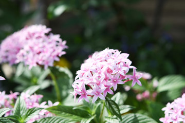 Fototapeta premium ピンクの花