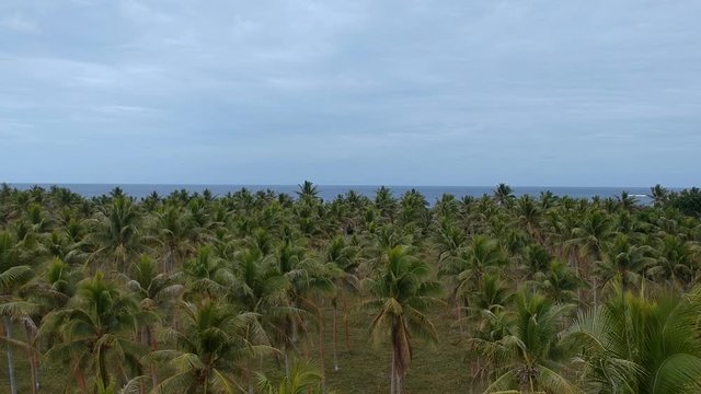 Aerial view of a large palm plantation growing near the coastline of a remote tropical island village in the Pacific ocean region