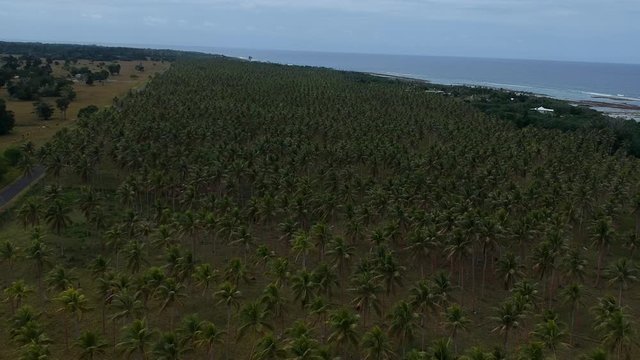 Aerial view of a large village palm plantation growing near the coastline of a remote tropical island in the Pacific ocean