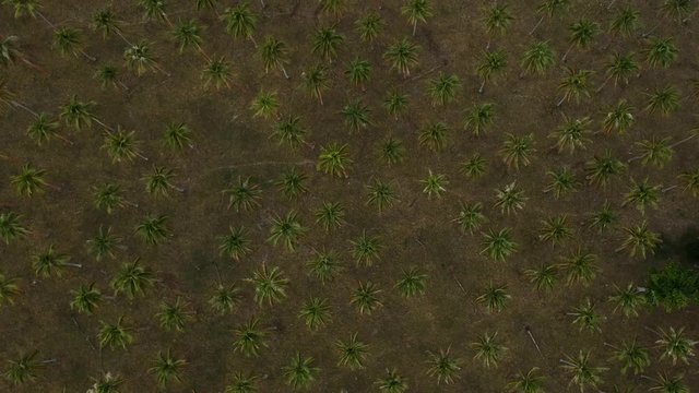 Aerial view of a large palm plantation growing near the coastline of a remote tropical island village in the Pacific ocean region