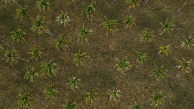 Aerial view looking down of a large palm plantation growing near the coastline of a remote tropical island village in the Pacific ocean region