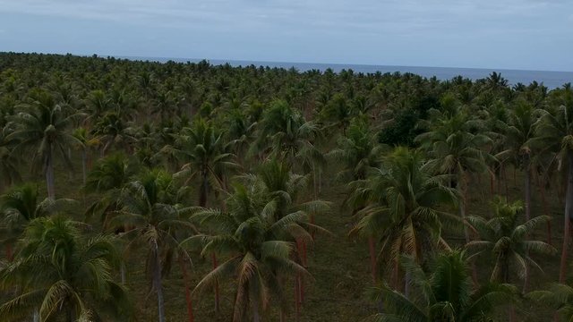 Aerial view of a large village palm plantation growing near the coastline of a remote tropical island in the Pacific ocean
