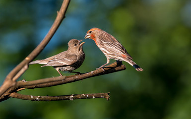 A male house finch " Haemorhous mexicanus " feeds one of its chicks.