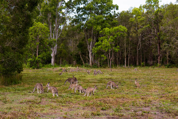 A lot of kangaroos eating grass in Coombabah park, Gold Coast