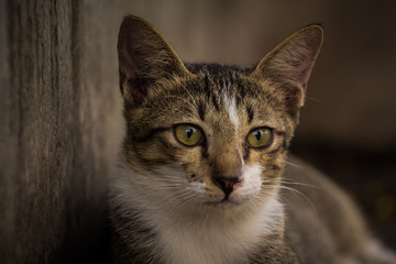 Kitten staring eyes with wonder.