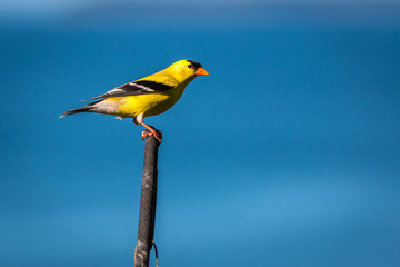 American goldfinch 
