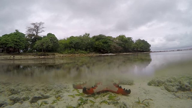 A video of a starfish on the bottom of the ocean with a view of a tropical island