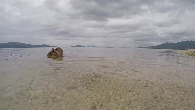 A 60 fps video of a coconut drifting slowly near the waters edge on a deserted tropical beach