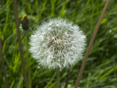 Dandelion Flower (Taraxacum Officinale) in the center of the image