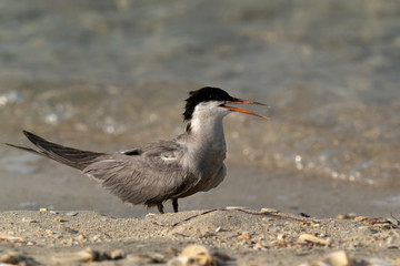 White-cheeked tern at Busaiteen beach, Bahrain