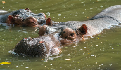 Wild predator hippo in the zoo.
